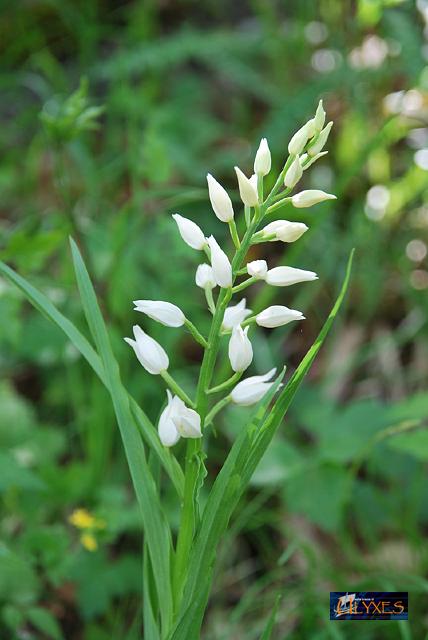 cephalanthera longifolia.JPG
